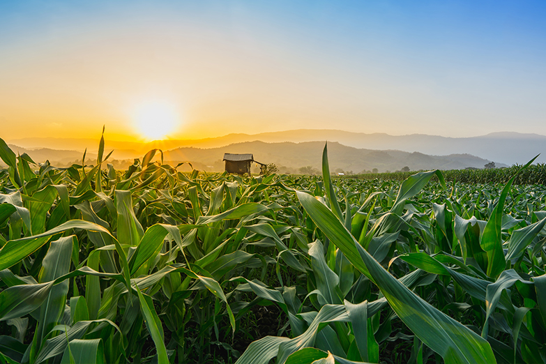 Agri Division Image