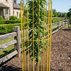 Tree Guards