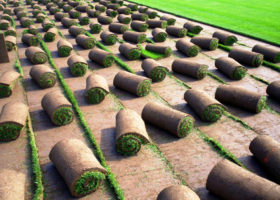 Turf