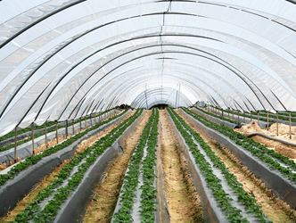 Poly sheeting
