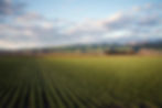 Strawberry Fields