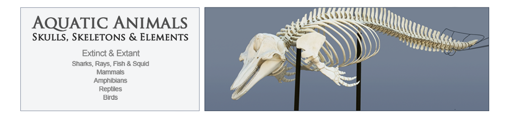 Aquatic Animals, Marine Mammals