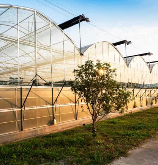 Greenhouse