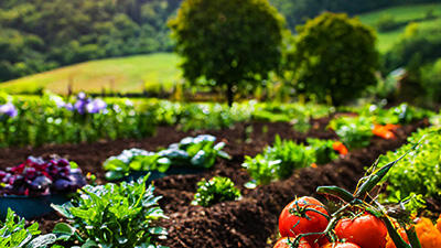 Agriculture