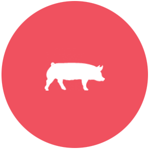 Swine