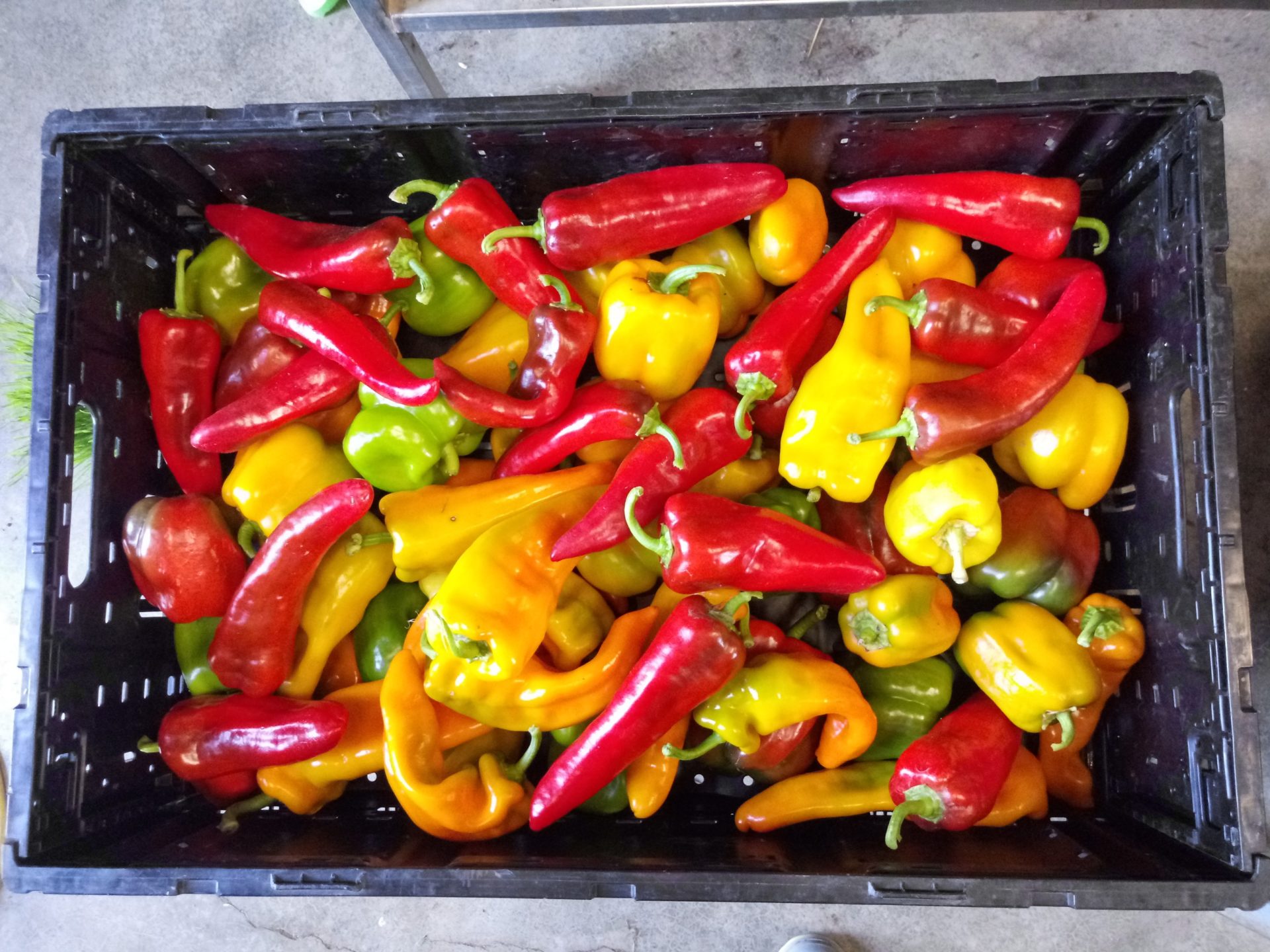 Peppers