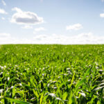 Biofuel & Agriculture