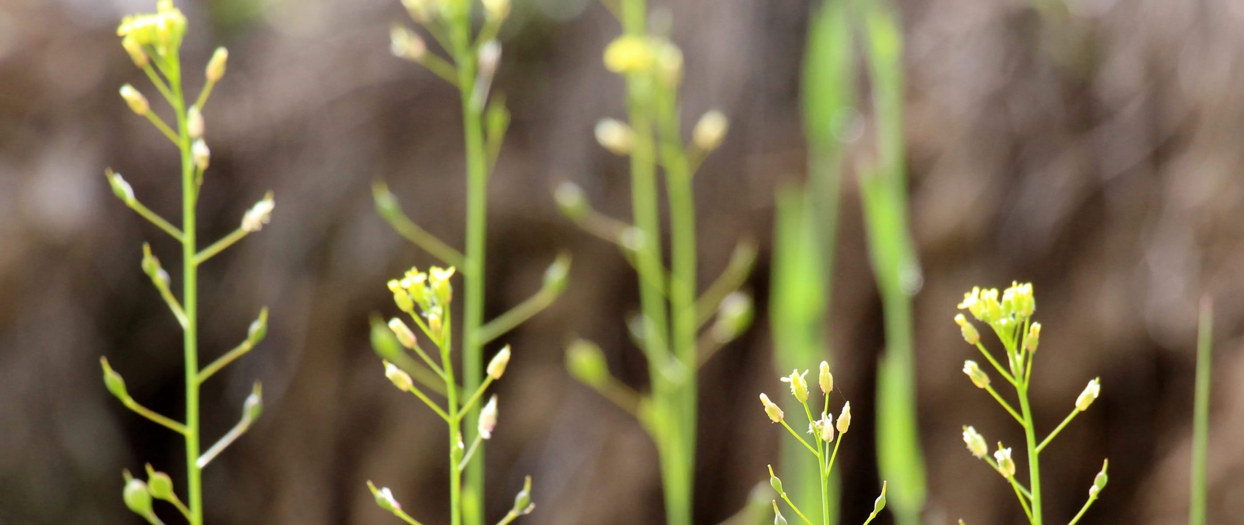 CADA-banners-2025-Camelina