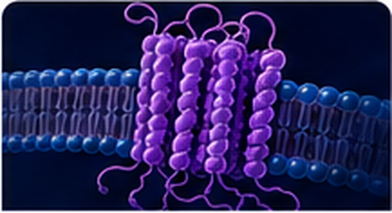 GPCR stable cell lines