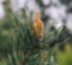PineTree