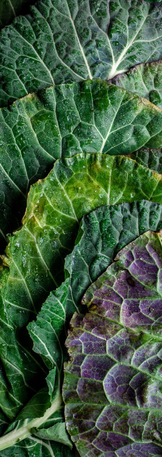 Kale Vegan Food Delivery