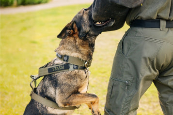 Sport & Working Dog