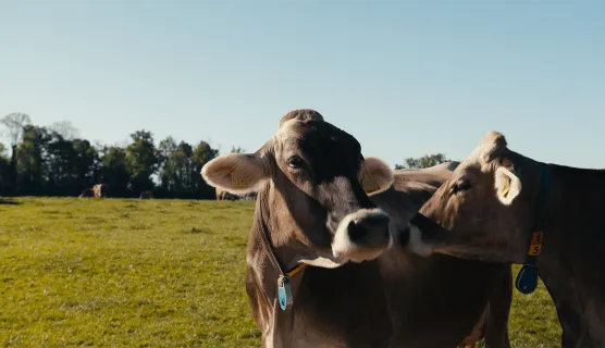 Cows