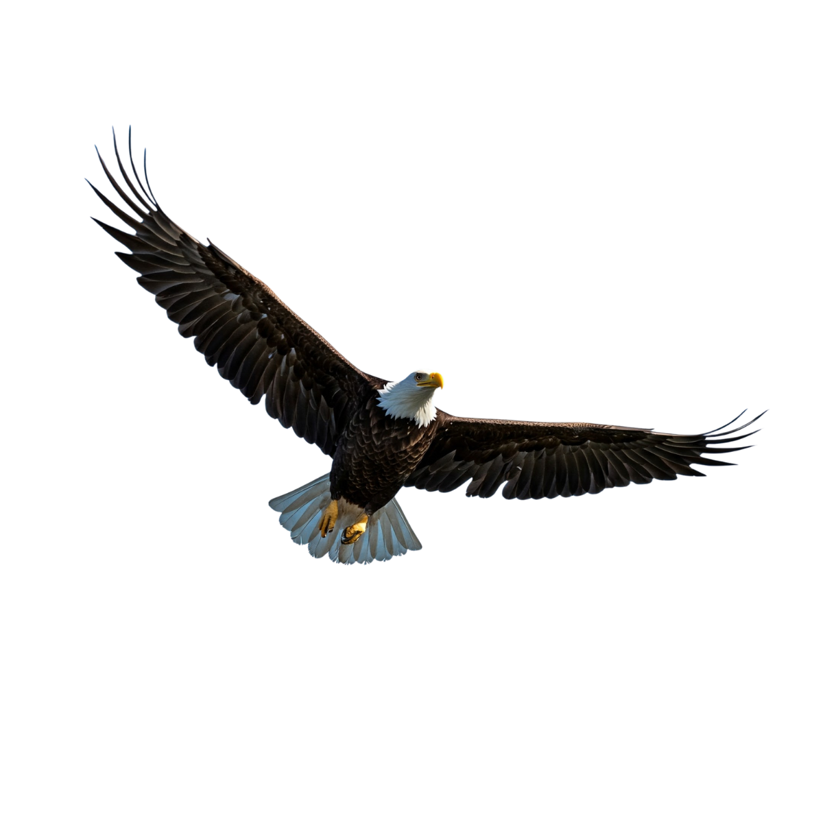 Eagle Bird