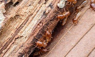 Termite Extermination