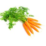 Carrot Harvest