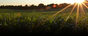 Agriculture