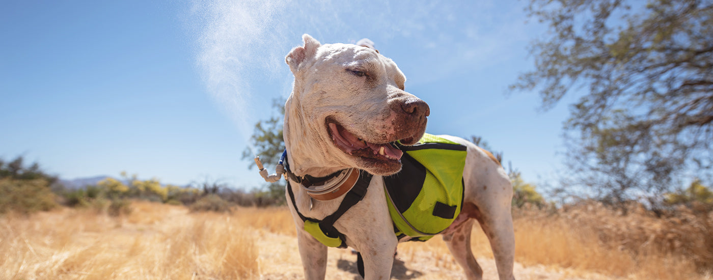 Dog wearing Hydration Pack
