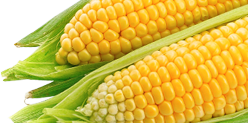 footer-right-Image