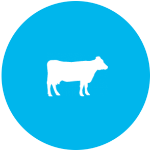 Dairy