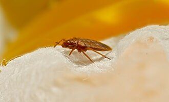 Bed Bug Extermination