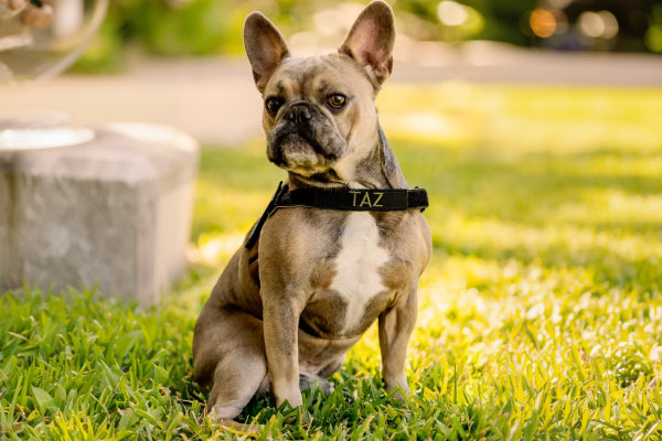 Companion & Family Pet