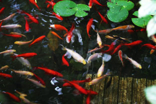 Fish Food