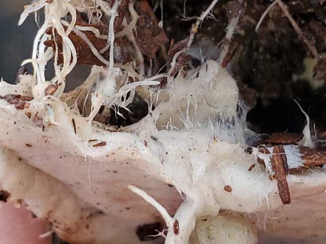 Roots