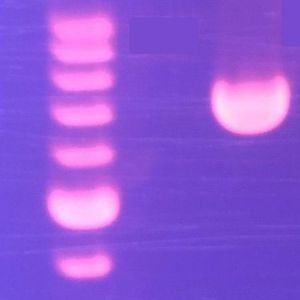 Custom Plasmids