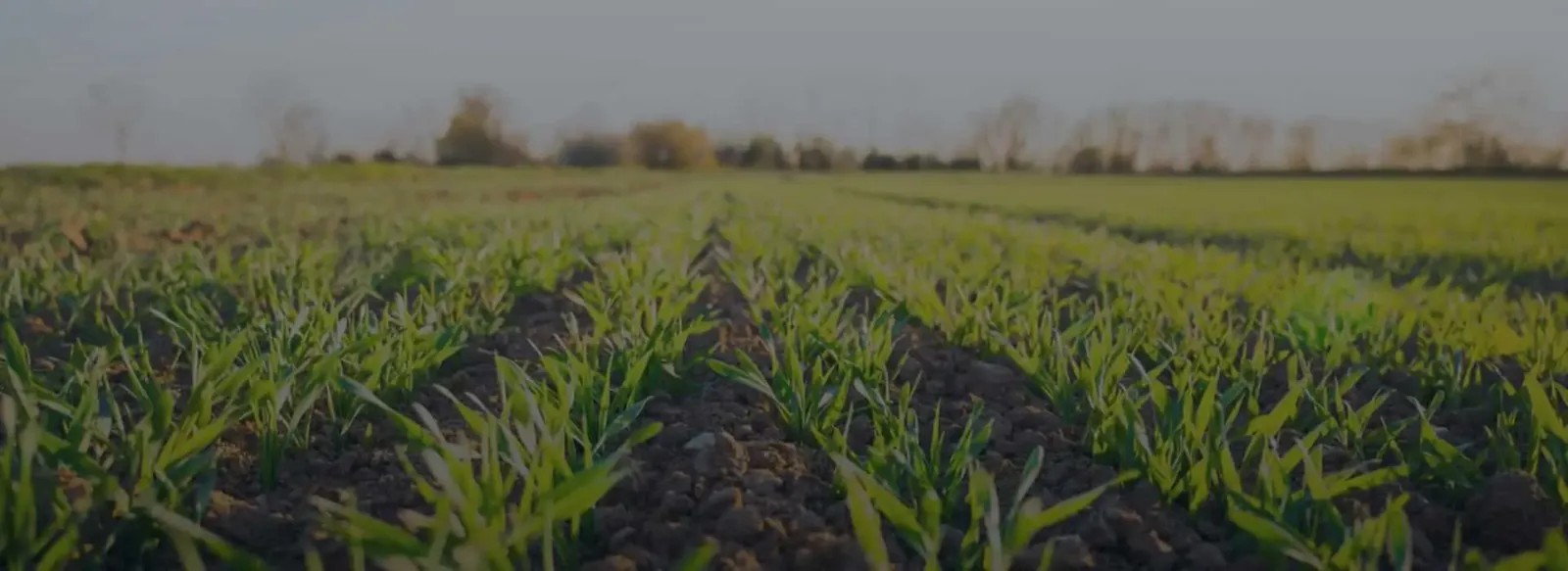 Agriculture