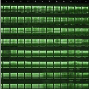 GelGreen Pre-Cast Gels