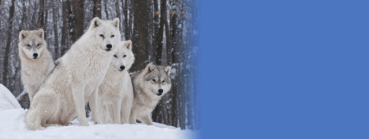 Wolf1