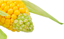 footer-left-Image