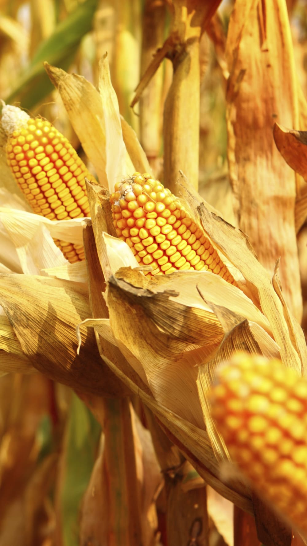 Feed_Corn.tiff
