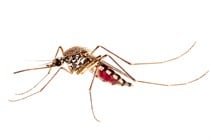 Pest Control