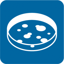 Cell Culture