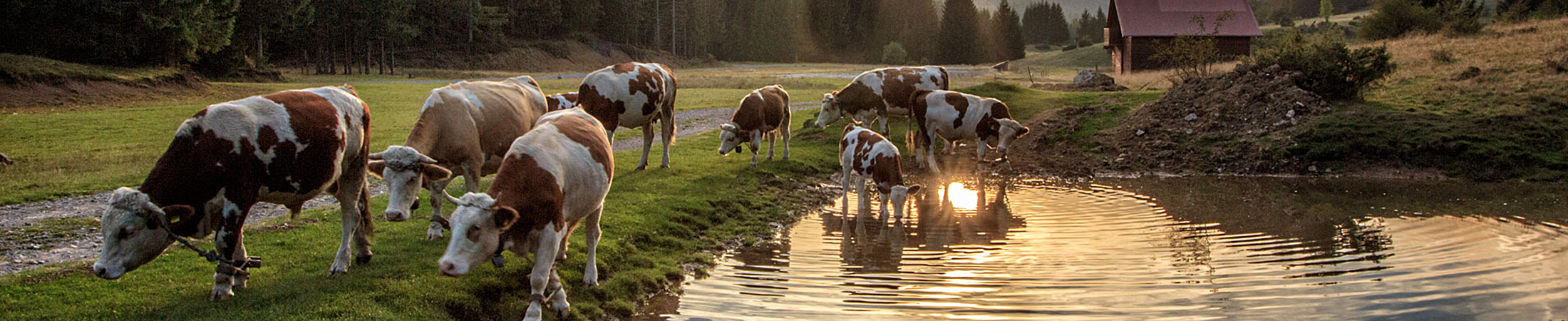 Cows