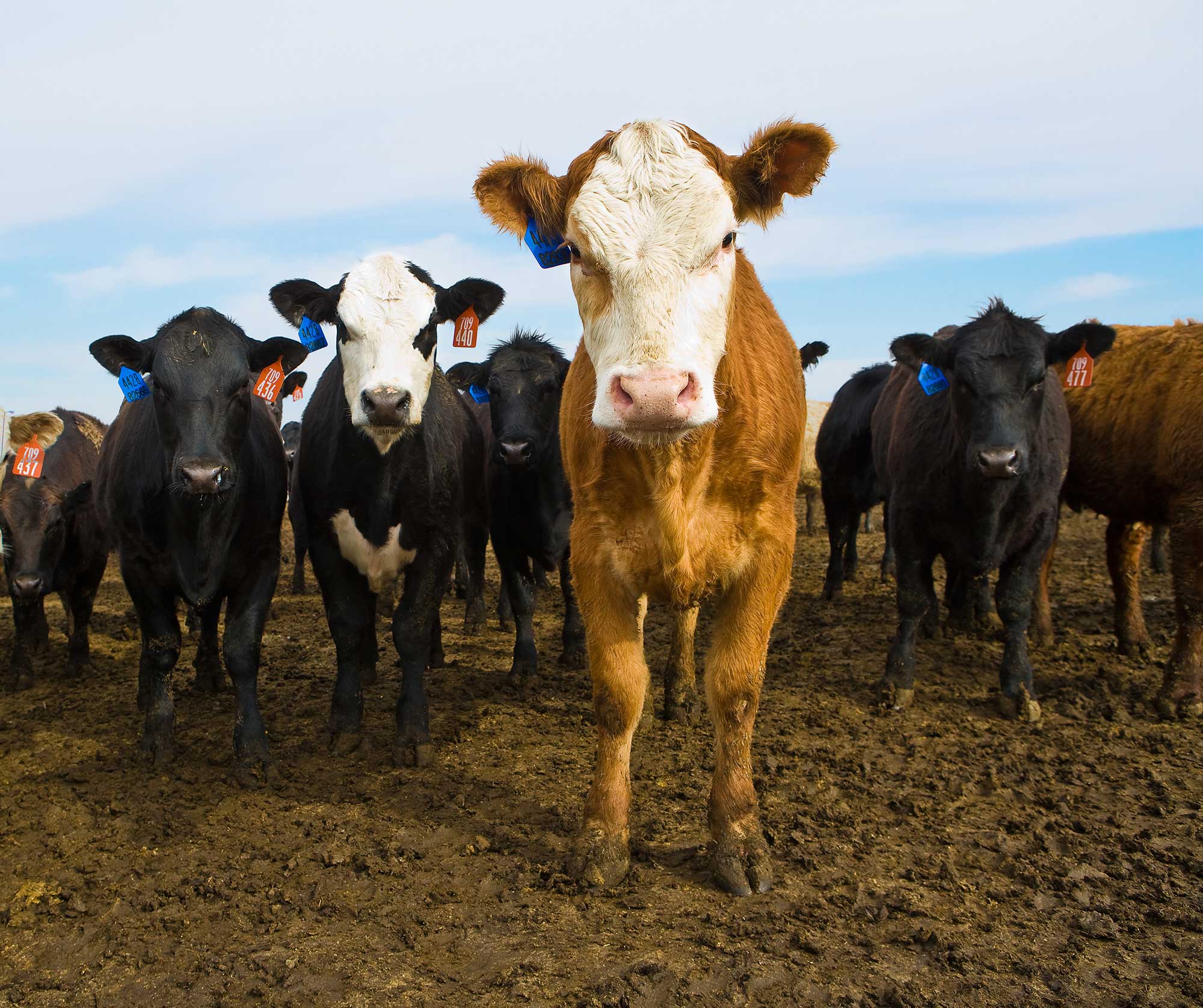 Inquisitive Calves