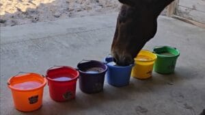 Water Buffet