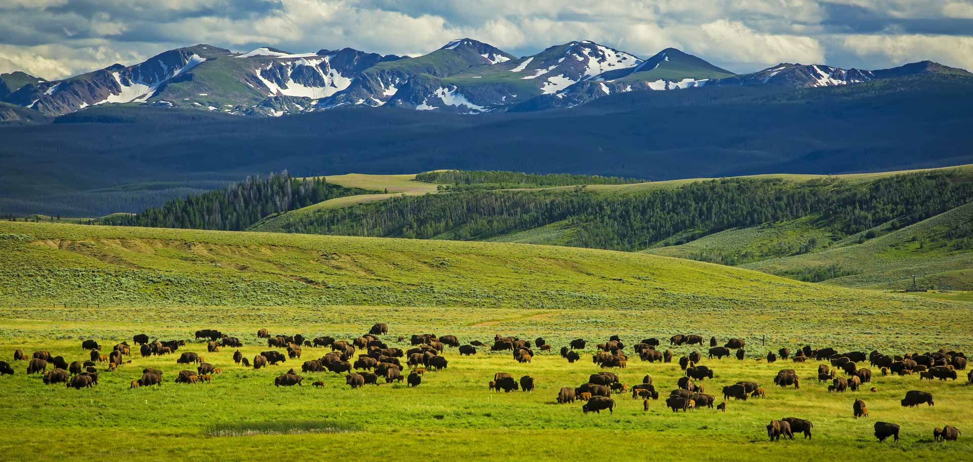Great Range Bison