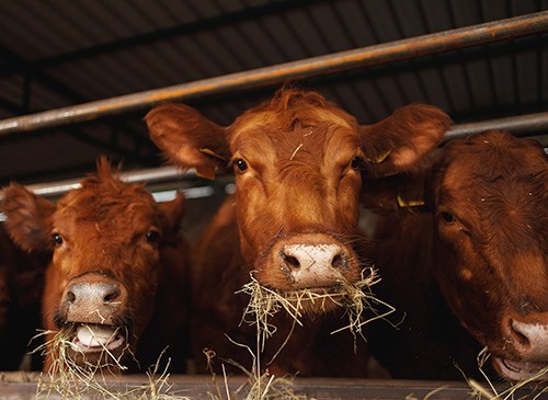 Livestock