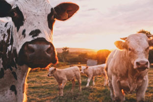 Livestock Feed