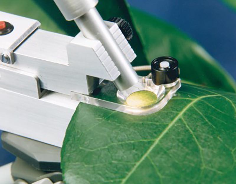 Chlorophyll Fluorescence