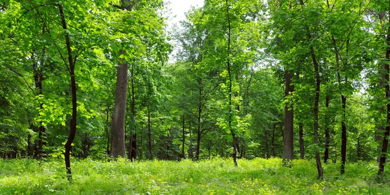 Forestry