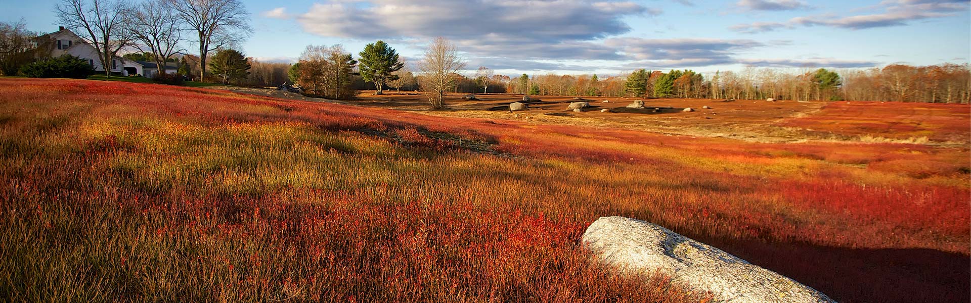 Field