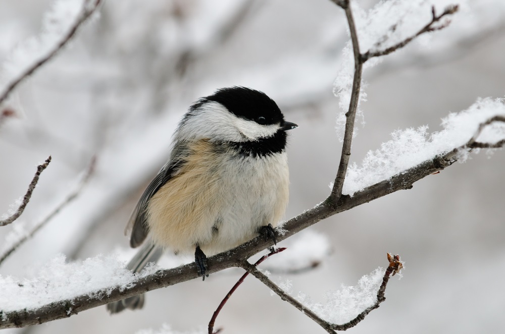 Wild Bird