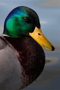 Waterfowl Items