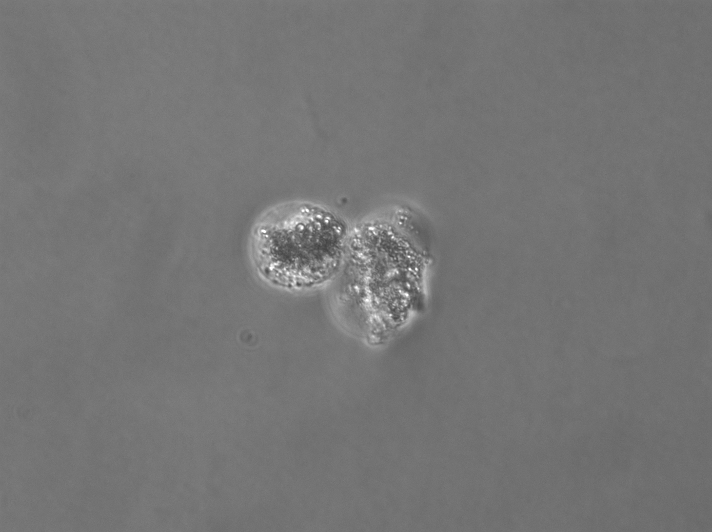 Large/Fragile Cell Types