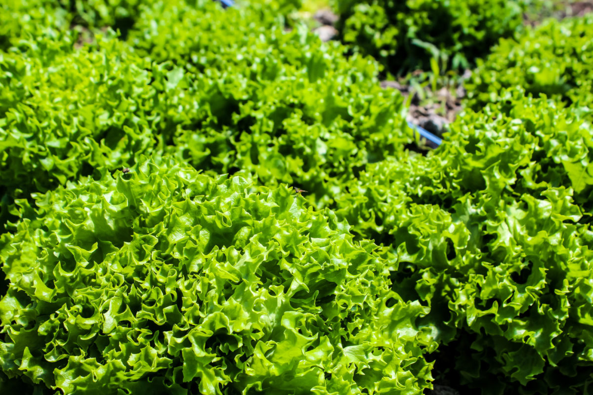 Certified Organic Produce